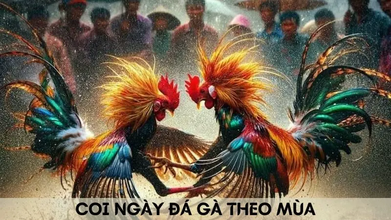 Tổng hợp 4+ cách coi ngày đá gà chính xác đánh là thắng 4 Cách chọn gà đá theo mùa hiệu quả