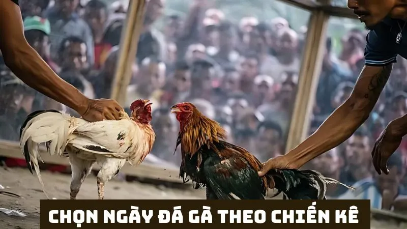 Tổng hợp 4+ cách coi ngày đá gà chính xác đánh là thắng 6 Chọn ngày đá gà cho chiến kê tăng may mắn
