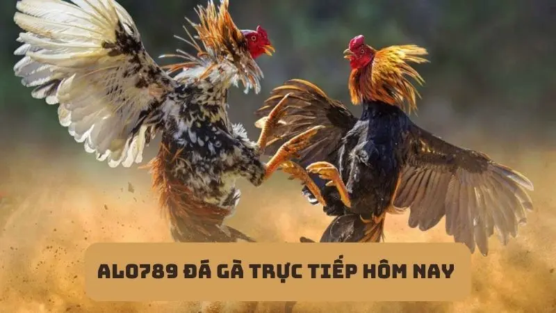 Alo789 đá gà trực tiếp hôm nay - Xem live bắt kèo siêu “Hot” 2 Có gì tại sảnh cược đá gà trực tiếp của Alo789?