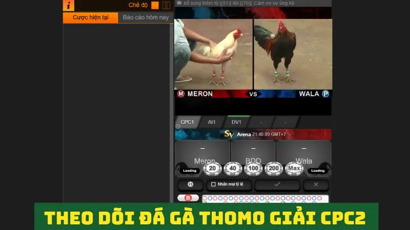 Trực tuyến đá gà Thomo: Theo dõi chọi gà kịch tính, sôi động 4 Đá gà Thomo CPC2 giải quy mô lớn