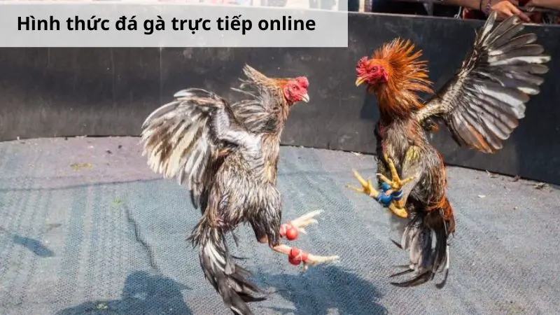 Đá gà trực tiếp online - Đặt cược giải trí tại nhà cái Alo789 4 Hình thức đá gà trực tiếp online phổ biến