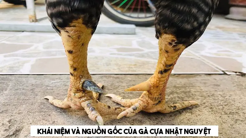 Gà cựa nhật nguyệt - Đặc điểm, cách chọn và giá trị của gà 2 Khái niệm và nguồn gốc của gà cựa nhật nguyệt