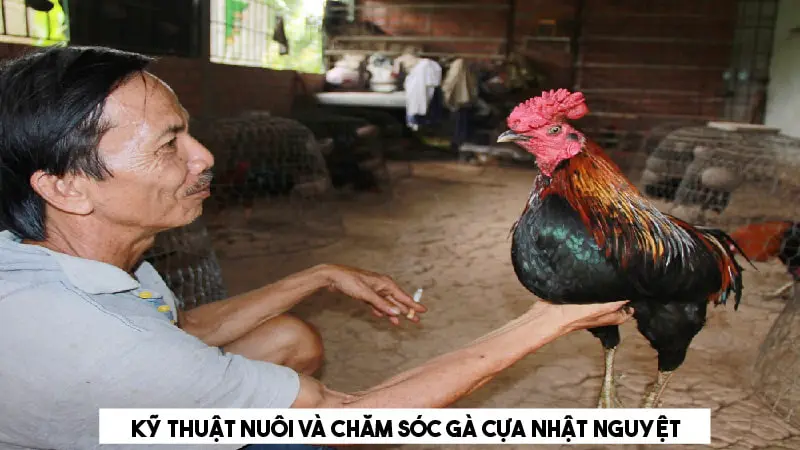 Gà cựa nhật nguyệt - Đặc điểm, cách chọn và giá trị của gà 4 Kỹ thuật nuôi và chăm sóc gà nhật nguyệt nên biết