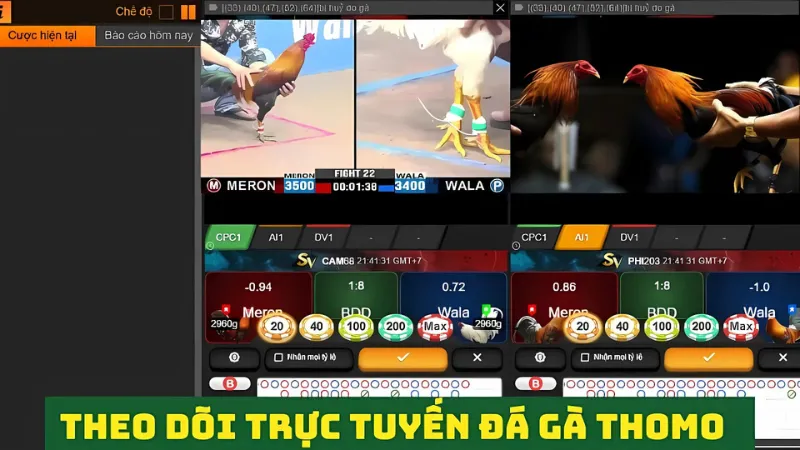 Trực tuyến đá gà Thomo: Theo dõi chọi gà kịch tính, sôi động 2 Xem trực tuyến đá gà chất lượng cao nhất