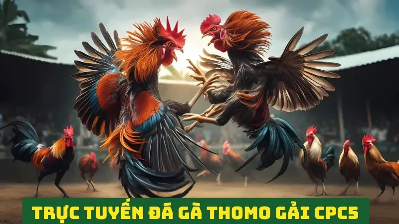 Trực tuyến đá gà Thomo: Theo dõi chọi gà kịch tính, sôi động 6 Theo dõi trực tuyến giải đá gà CPC5