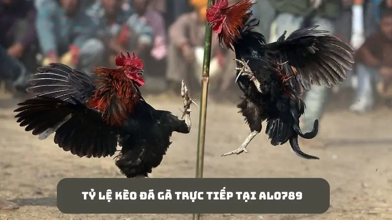Alo789 đá gà trực tiếp hôm nay - Xem live bắt kèo siêu “Hot” 3 Thỏa thích bắt kèo tại sân chơi đá gà trực tiếp