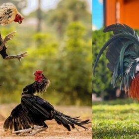 3 yếu tố cần lưu ý khi tập thể lực gà đá