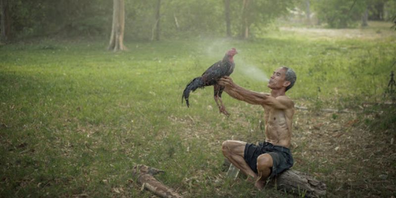 Bí quyết làm nước cho chiến kê từ chuyên gia