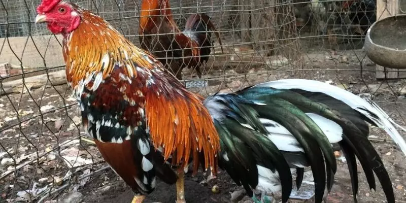 Cách nuôi gà đá chân mạnh giữ vai trò chủ chốt trong việc phát triển khả năng chiến đấu