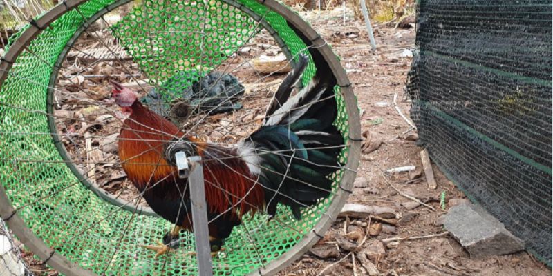 Chạy lồng - Cách tập lực cho gà đá cựa sắt