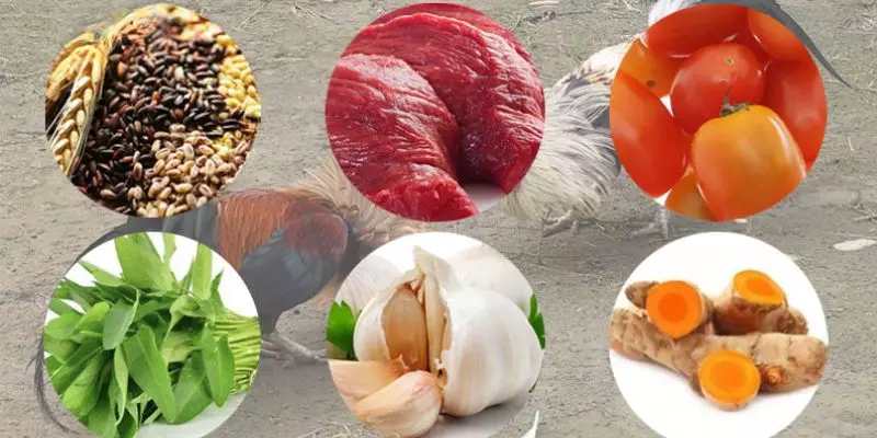 Hướng dẫn cách nuôi gà đá chân mạnh đúng kỹ thuật