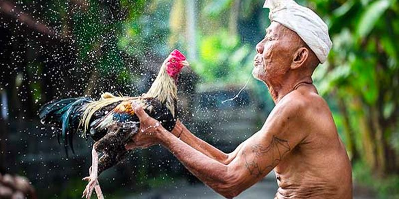 Làm nước cho gà đá duy trì sự tỉnh táo, thi đấu vượt trội