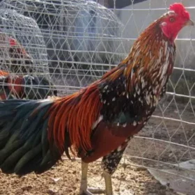 Những lưu ý quan trọng trong cách nuôi gà đá chân mạnh