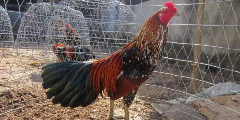 Những lưu ý quan trọng trong cách nuôi gà đá chân mạnh
