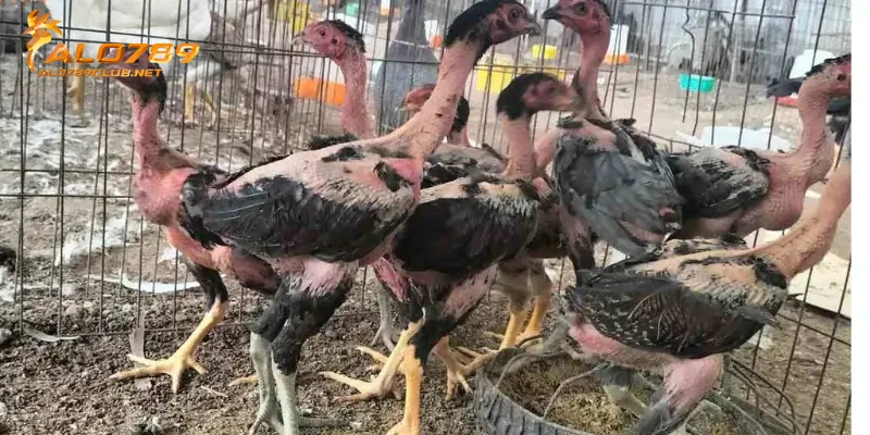 Cách chọn gà giống đá hay bạn nên biết