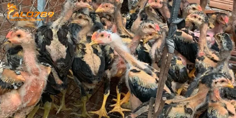 Cách chọn gà giống đá hay qua tố chất