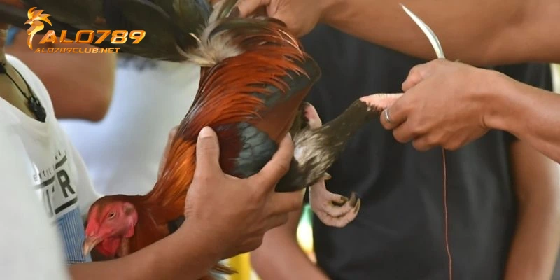 Gà đá bị tạng