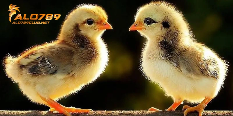 Giai đoạn 1: Nuôi gà từ nhỏ