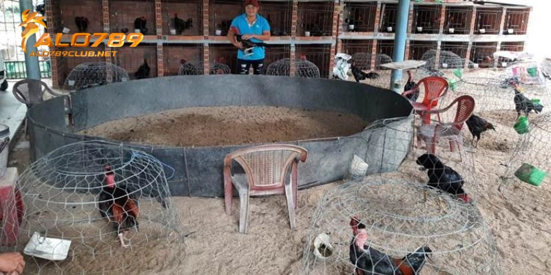 Giai đoạn 2: Gà lên chuồng