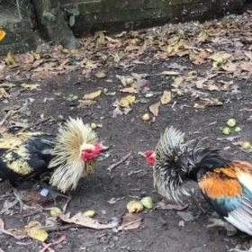 Giai đoạn 3: Sát hạch gà