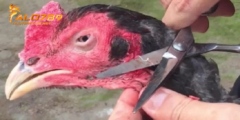 Giai đoạn 4: Cắt lông