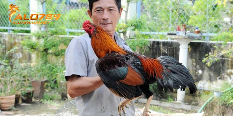 Giai đoạn 5: Đào tạo gà