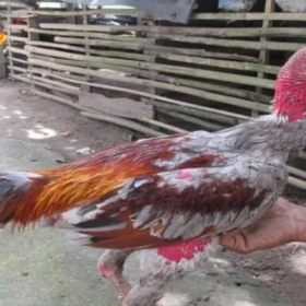 Hướng dẫn cách chăm gà đá bị tạng