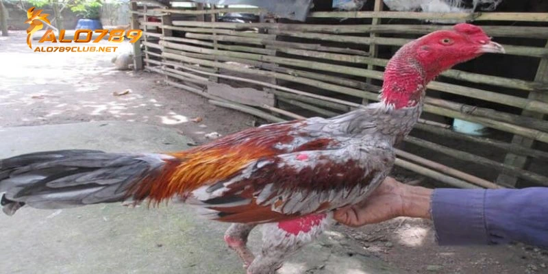 Hướng dẫn cách chăm gà đá bị tạng