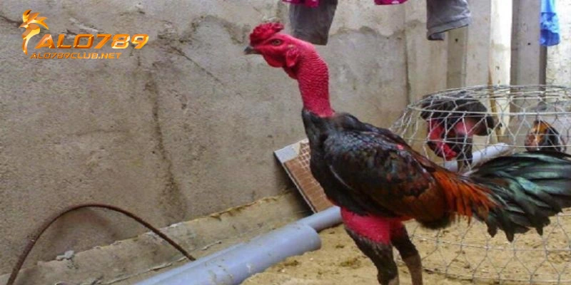 Lợi ích của huấn luyện gà đá chuẩn