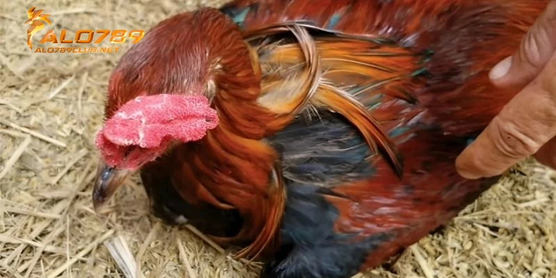 Một số điều cần lưu ý khi nuôi gà đá bị tạng