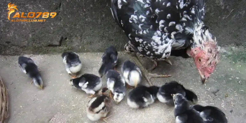 Tiêu chí quan trọng khi chọn gà giống đá hay